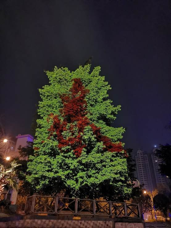 又逢元宵佳节时 NEC英雄打造光影“魔树”扮靓蓉城不夜天