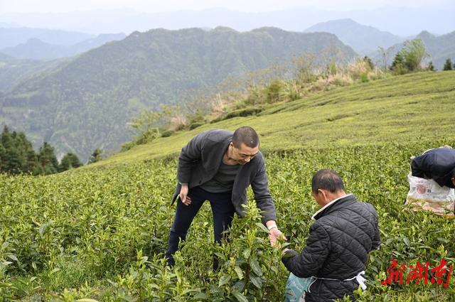 湖南常德大胜村：短视频成新农具，流量成了新农资