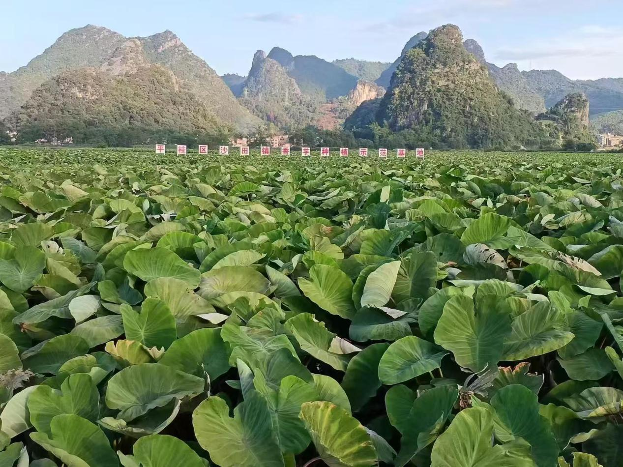 “芋”见美好 产业数字化为广西贺州增香