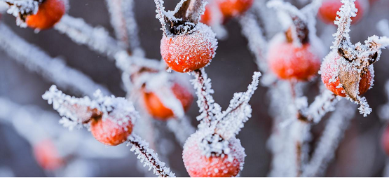 大雪来袭，护头防寒，华森制药都梁软胶囊让你远离头痛