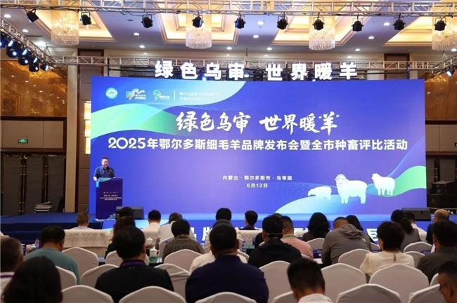 鄂尔多斯细毛羊品牌发布会暨全市种畜评比活动启幕