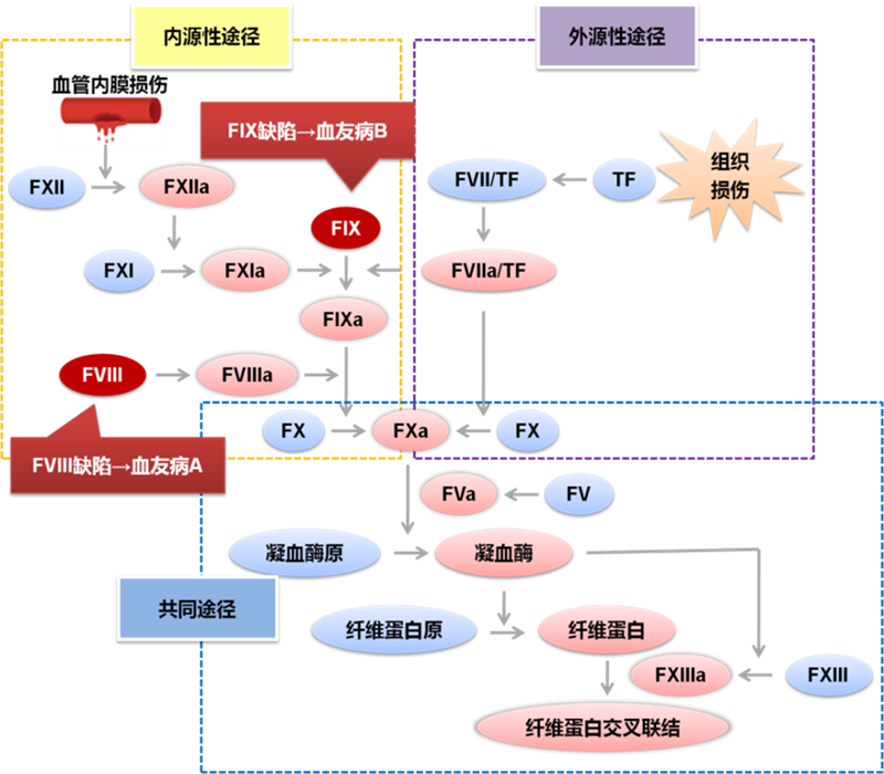 突破血友病治疗困局，国产重组人凝血因子Ⅶa带来止血新革命