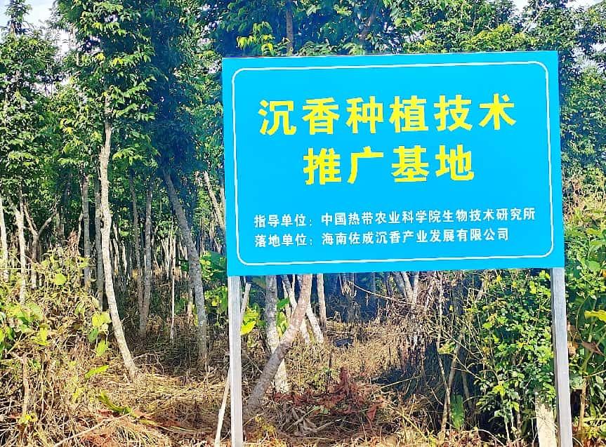 海南佐成沉香：以检测为基石，构建全产业链，助力行业标准化发展