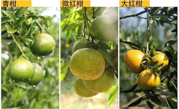 新宝堂陈皮携手CCTV-7国防军事频道，热烈庆祝抗战胜利80周年！