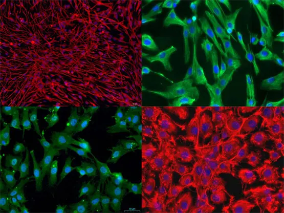 是原代细胞，还是细胞系？看这篇就够了